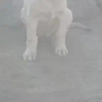 توله نر کانگال اصل