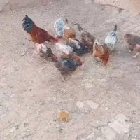 مرغ و خروس ولایتی|حیوانات مزرعه|میان جلگه, |دیوار