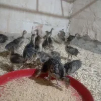 جوجه بوقلمون