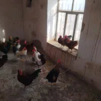 خروس|پرنده|شیروان (خراسان), |دیوار