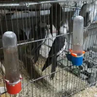 فروش طوطی و لوازم جانبی|پرنده|چهارباغ, |دیوار