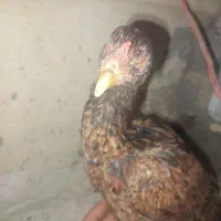 وارک لاری تاج بادمی