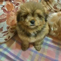 واگذاری سگ پامرانین