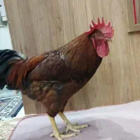 خروس و مرغ تخم گذار|حیوانات مزرعه|قم, طلاب غیر ایرانی|دیوار