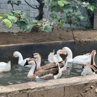 غاز و اردک|حیوانات مزرعه|عباس‌آباد, |دیوار