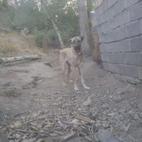 توله سگ عراقی