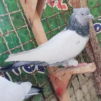 کفتر ماده سینه سربندی 3عدد|پرنده|شیراز, نیستان|دیوار