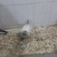 کفتر|پرنده|لالجین, |دیوار