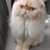 گربه نر