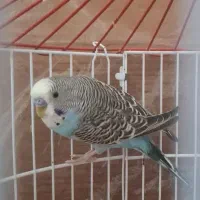 مرغ عشق نر|پرنده|یزد, |دیوار