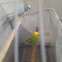 یه جفت مرغ عشق نروماده گازنمیگرن|پرنده|تهران, آذری|دیوار