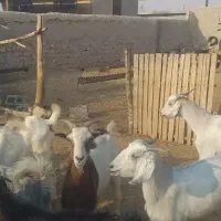 فروش بز داشتی|حیوانات مزرعه|لامرد, |دیوار