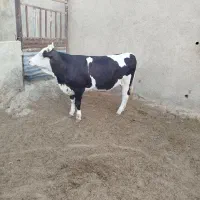 گوساله ماده سیمینتال