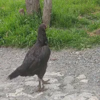 مرغ‌ لاری‌ قطران