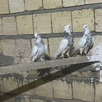 طوقی الماسی هفت رنگ