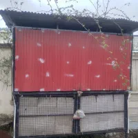 گاری میوه و طبق جلو