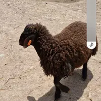 نژاد همو و هترو|حیوانات مزرعه|خرمدره, |دیوار