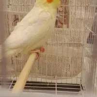 طوطی عروس باقفس وتجهیزات