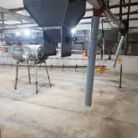 فروش مرغداری  ۱۰هزاری