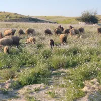 بره|حیوانات مزرعه|وحدتیه, |دیوار
