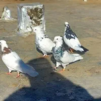 20عددکبوتر طوقی  درجه یک|پرنده|کرمانشاه, |دیوار