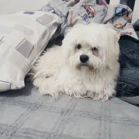 واگذاری رایگان