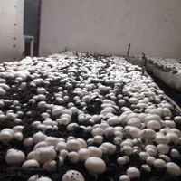 آموزش پرورش قارچ