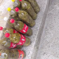 برگ مو انگور سفید ارومیه