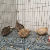 بلدرچین بالغ تخمگذار