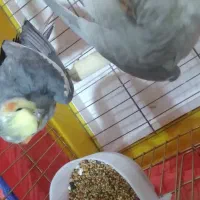 عروس هلندی|پرنده|اردبیل, |دیوار