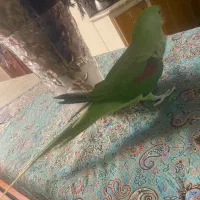 شاه طوطی اسکندر نر