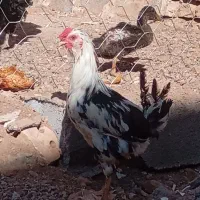 خروس  چهل تاج