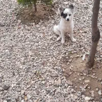 فروش سگ پا کوتاه