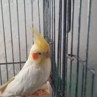 دوتا عروس هلندی اصیل