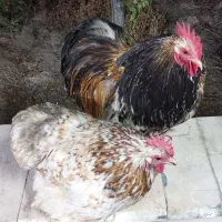 فروش مرغ و خروس کوشین