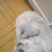 واگذاری سگ نر