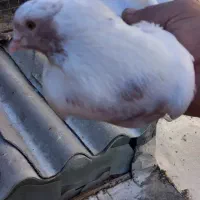 سه طوق نر عالی و نژاد دار