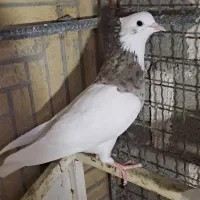 کبوتر طوق شازده نر مست بدون پر غلط