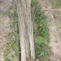 نهال صنوبر نیگرا