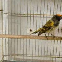 دو عدد گلبسر قرص بخون جفتی قناری|پرنده|کرج, شهرک بنفشه|دیوار