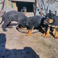 ژرمن ورک واکسن خورده و انگل زدایی شده