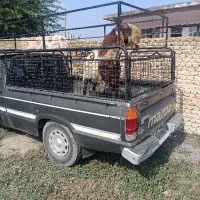 گوسفند . بز تخمی یا تکه