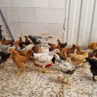 جوجه مرغ وخروس محلی گلپایگان