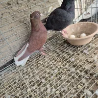 کبوتر دم سفید