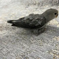 جوجه طوطی برزیلی