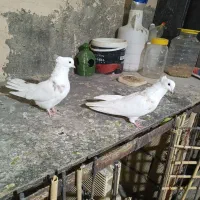 کبوتر خال قدیم پرشی|پرنده|اسلامآباد غرب, |دیوار