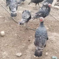 فروش بوقلمون در سایزهای مختلف|حیوانات مزرعه|سپیدان, |دیوار