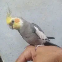 عروس هلندی گمشده