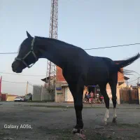 اسب تروبرد وارداتی|اسب و تجهیزات اسب‌سواری|گرگان, |دیوار