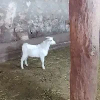 بز سانن|حیوانات مزرعه|اردبیل, |دیوار